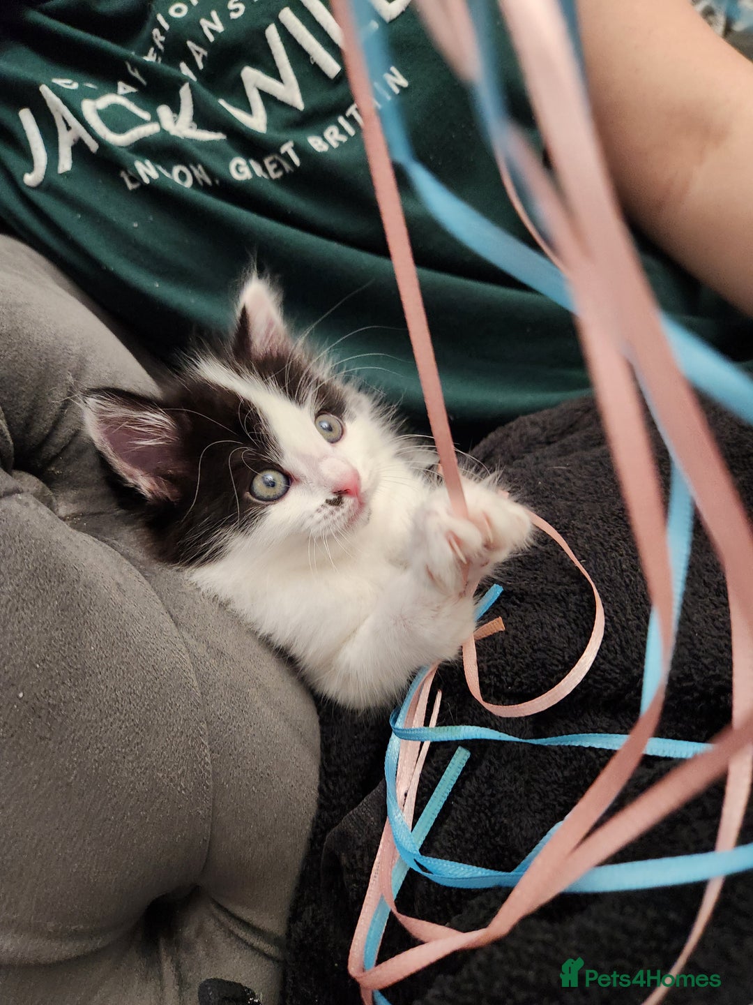 Mixed Breed cats for sale: Beautiful X Mainecoon babies  - Image 6