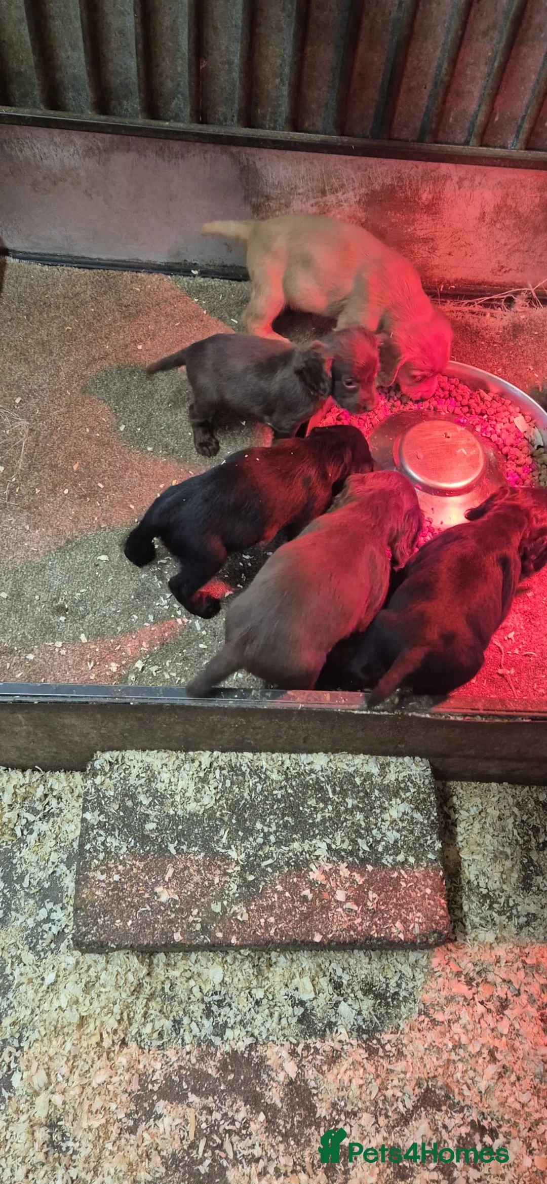 Cocker Spaniel dogs for sale: Stunning FTC Kc registered, Cocker spaniel puppies - Advert 13