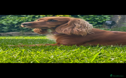 Cocker Spaniel dogs for sale: All puppies have been rehomed.  - Image 3