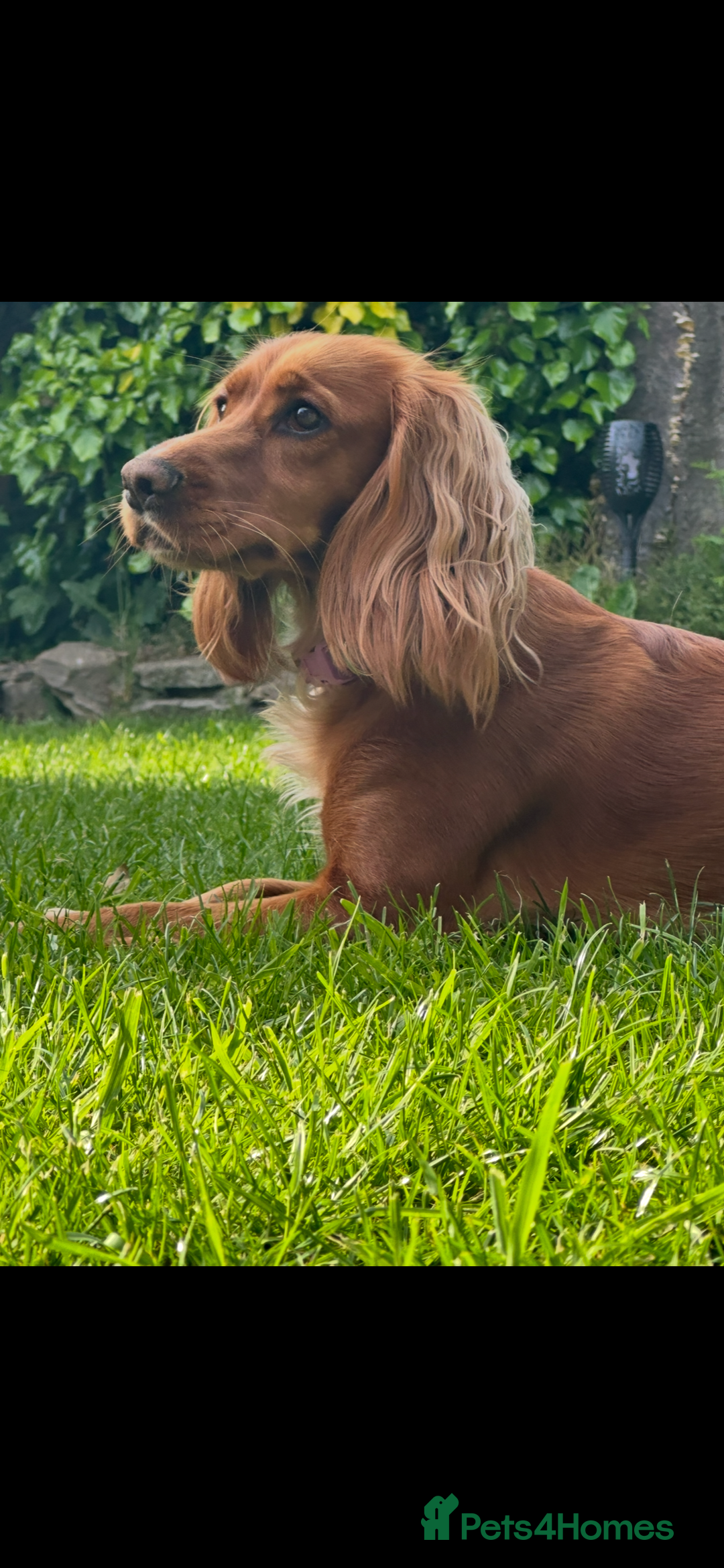 Cocker Spaniel dogs for sale: All puppies have been rehomed.  - Image 3