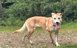 Mixed Breed dogs for adoption: Cristina - Norwich Norfolk  - Image 34