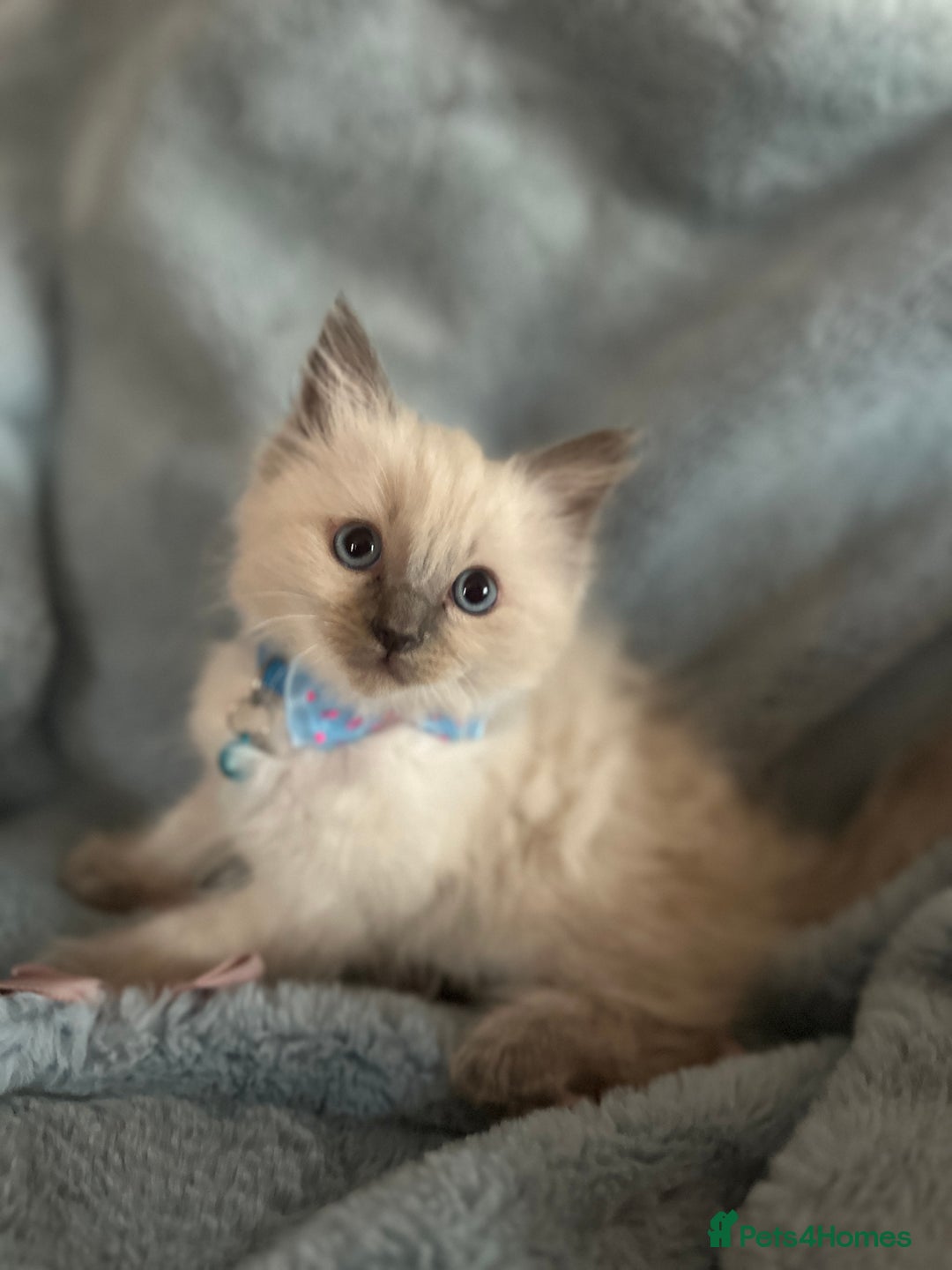 Ragdoll cats for sale: Ragdoll kittens blue point and mitted  - Image 3