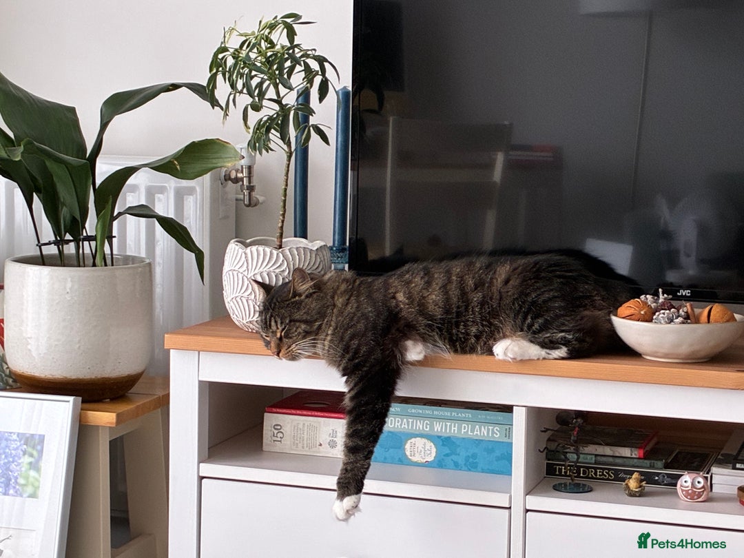 Maine Coon cats for sale: Maine Coon X - Image 4