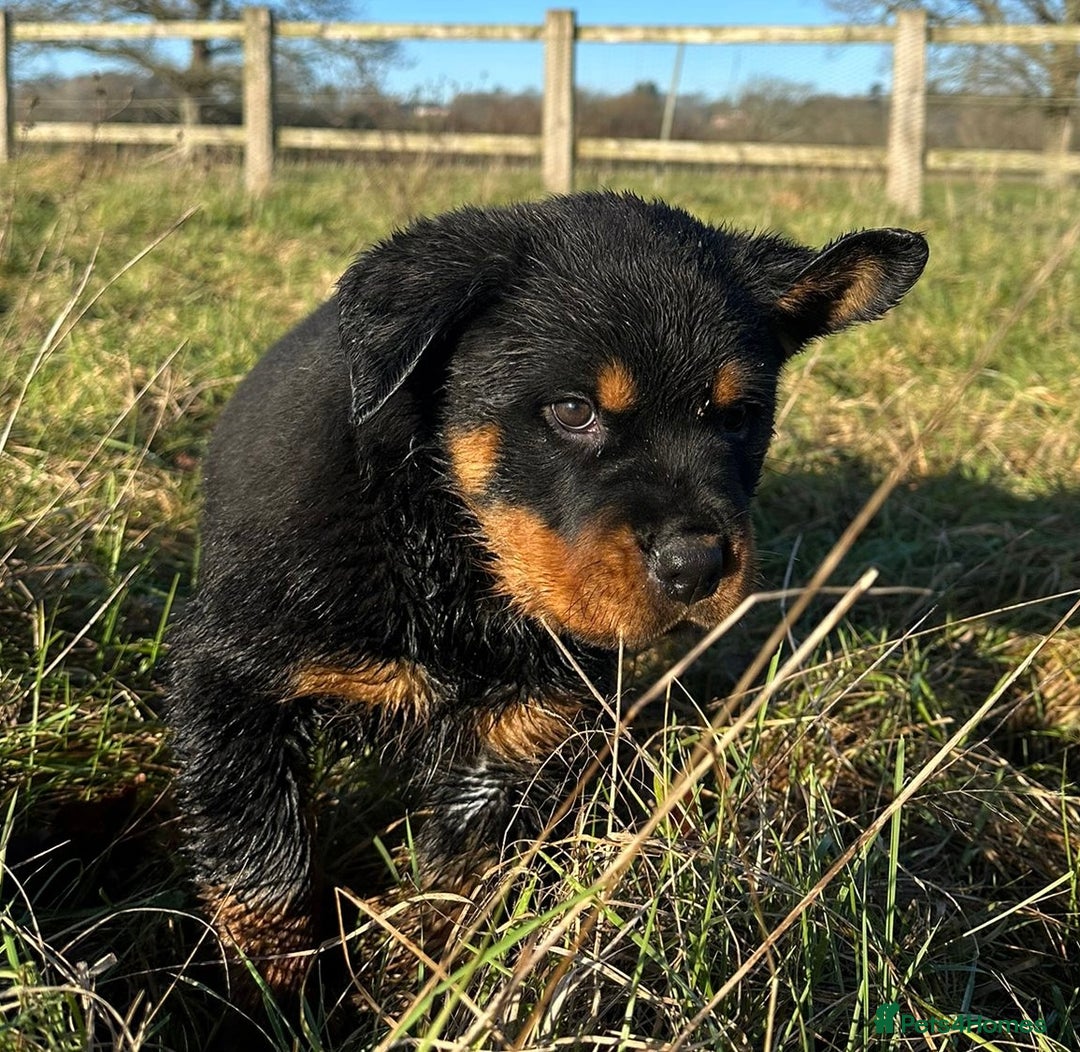 Rottweiler dogs for sale: Stunning chunky Rottweiler puppies - Advert 7