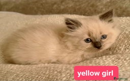 Ragdoll cats for sale: Pure ragdoll kittens READY NOW!! - Image 13