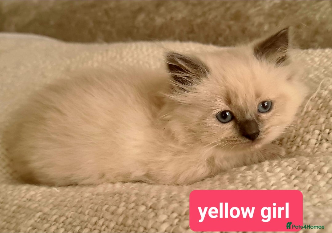 Ragdoll cats for sale: Pure ragdoll kittens READY NOW!! - Image 13