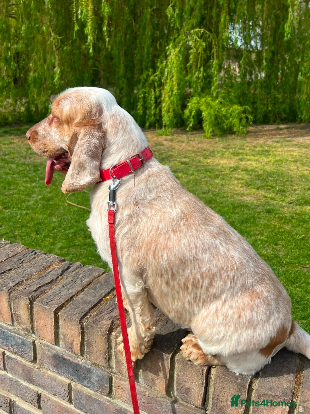 Cocker Spaniel dogs for sale: Orange Roan Show Type Cocker spaniel in Rochester - Advert 2