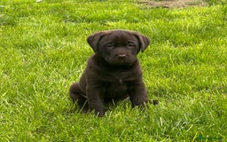 Labrador Retriever dogs for sale: Premium Labrador Puppies  - Image 2