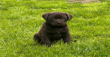 Labrador Retriever dogs - Advert 16