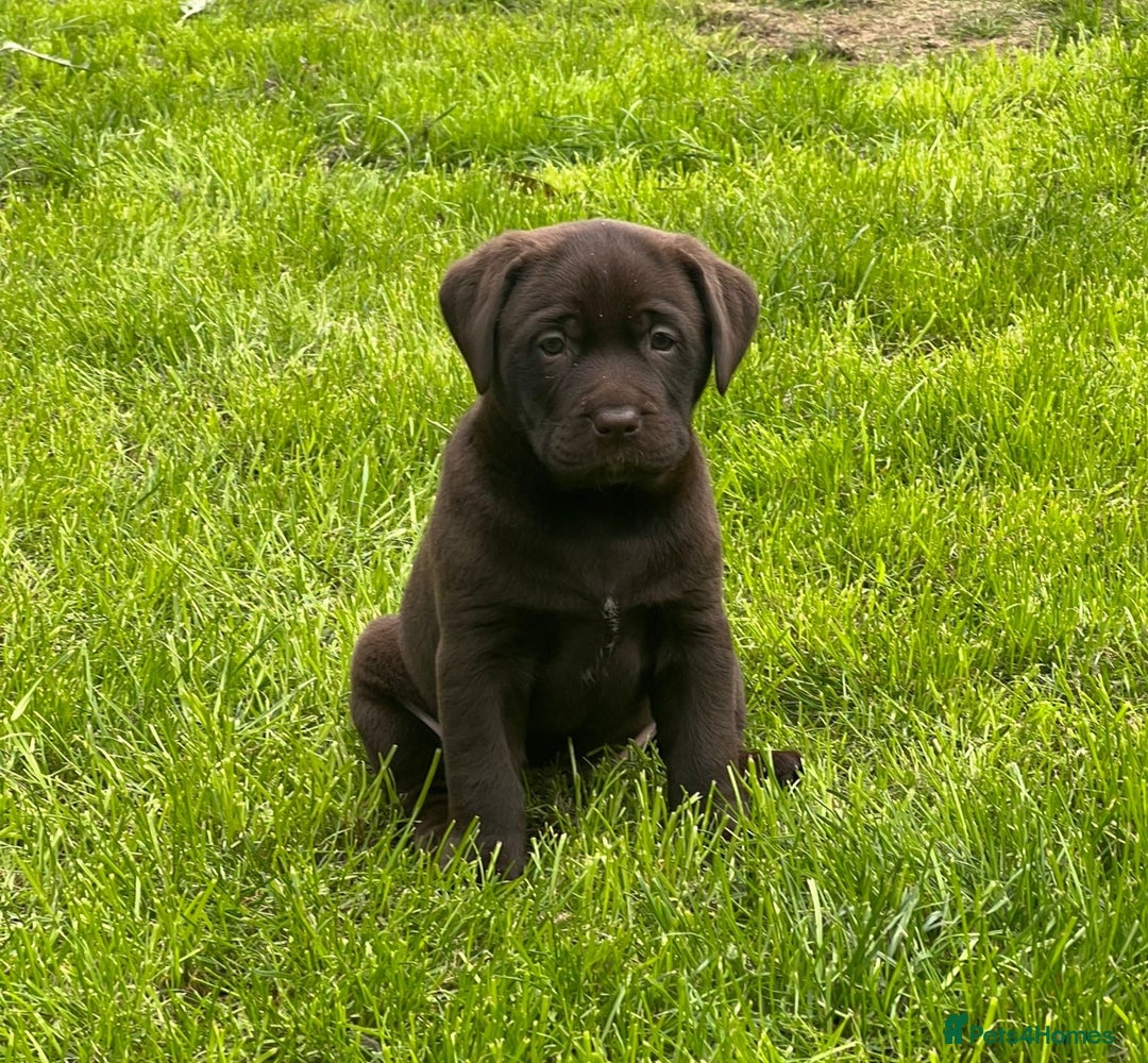Labrador Retriever dogs for sale: Premium Labrador Puppies  - Image 2