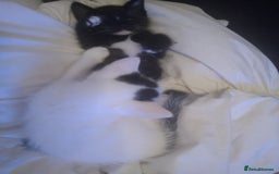 Domestic Shorthair cats for sale: 6 Kittens for sale  in Thornton-Cleveleys - Image 14