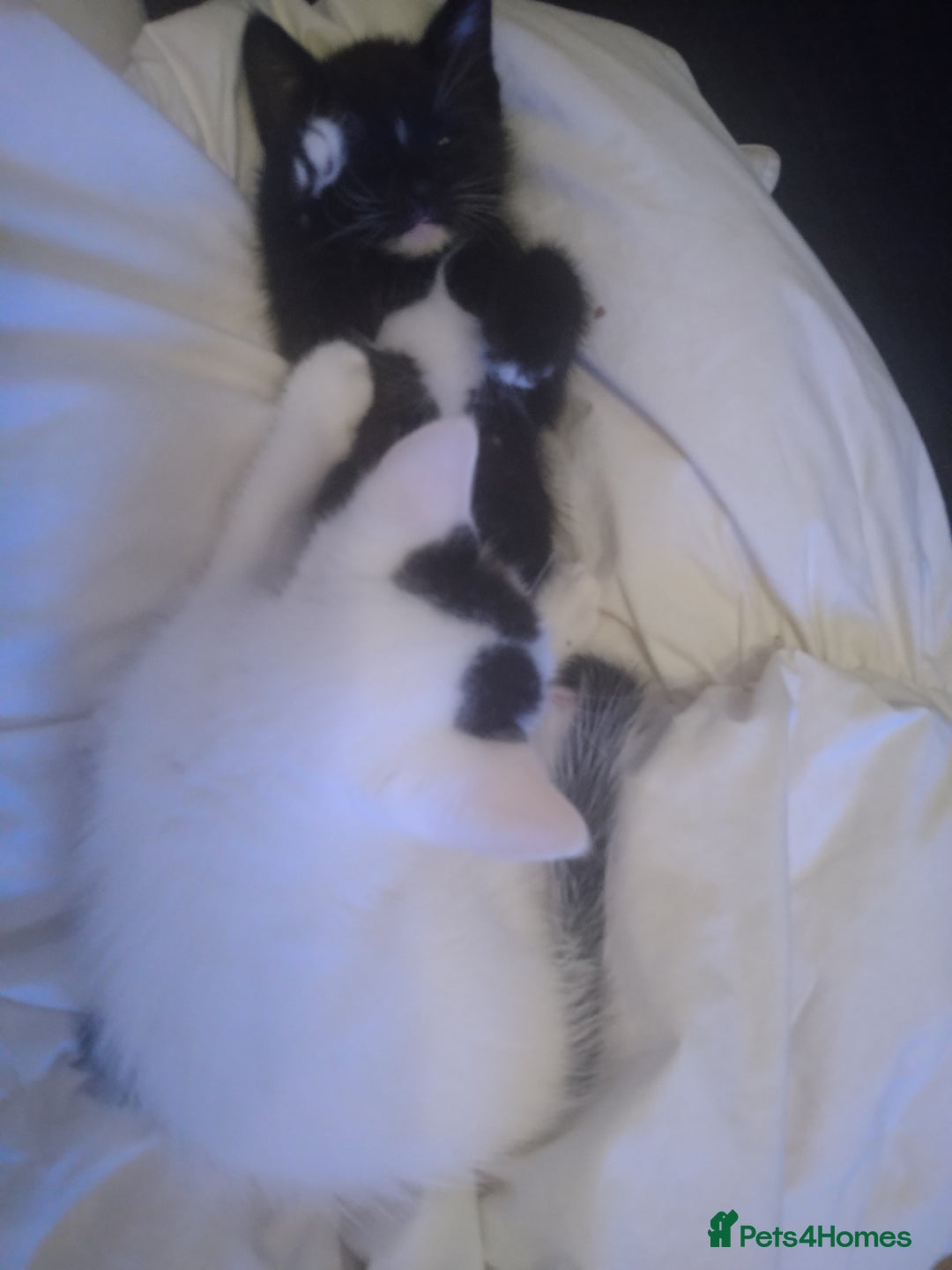 Domestic Shorthair cats for sale: 6 Kittens for sale  in Thornton-Cleveleys - Image 14