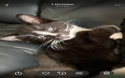 Siamese cats for sale: kittens for sell  - Image 5