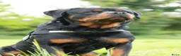 Rottweiler dogs for sale: 🐶PREMIUM ROTTWEILERS. ADRK GERMAN BLOODLINES 🇩🇪 - Advert 1