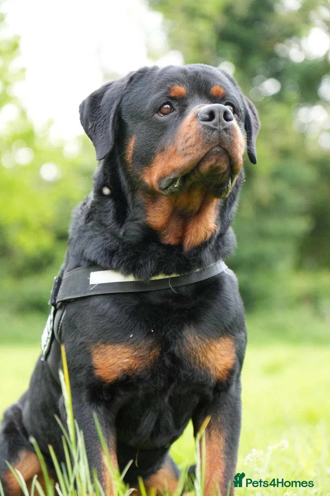 Rottweiler dogs for sale: 🐶PREMIUM ROTTWEILERS. ADRK GERMAN BLOODLINES 🇩🇪 - Advert 1