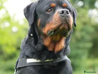 Rottweiler dogs 🐶PREMIUM ROTTWEILERS. ADRK GERMAN BLOODLINES 🇩🇪 - Advert 1