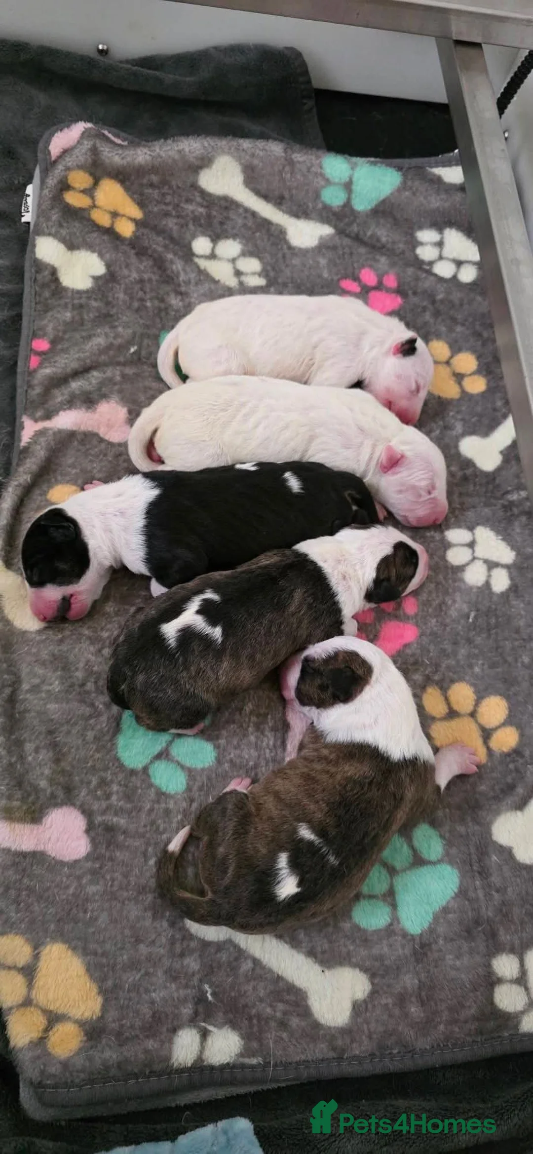 English Bull Terrier dogs for stud: UK CH Sired Stud – Top Emred & Aricon Bloodlines - Advert 2
