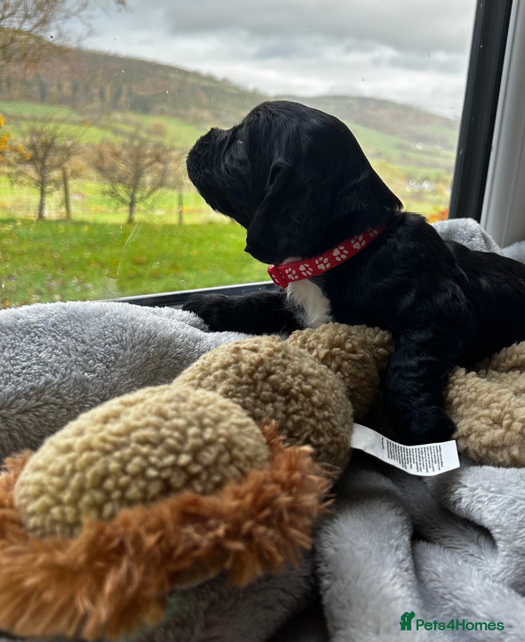 Cocker Spaniel dogs for sale: ✨ Cuddles Await from our Cocker Spaniel Pups  - Advert 34