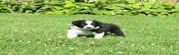 Border Collie dogs for sale: 5 Beautiful Border Collie Puppies  - Advert 35