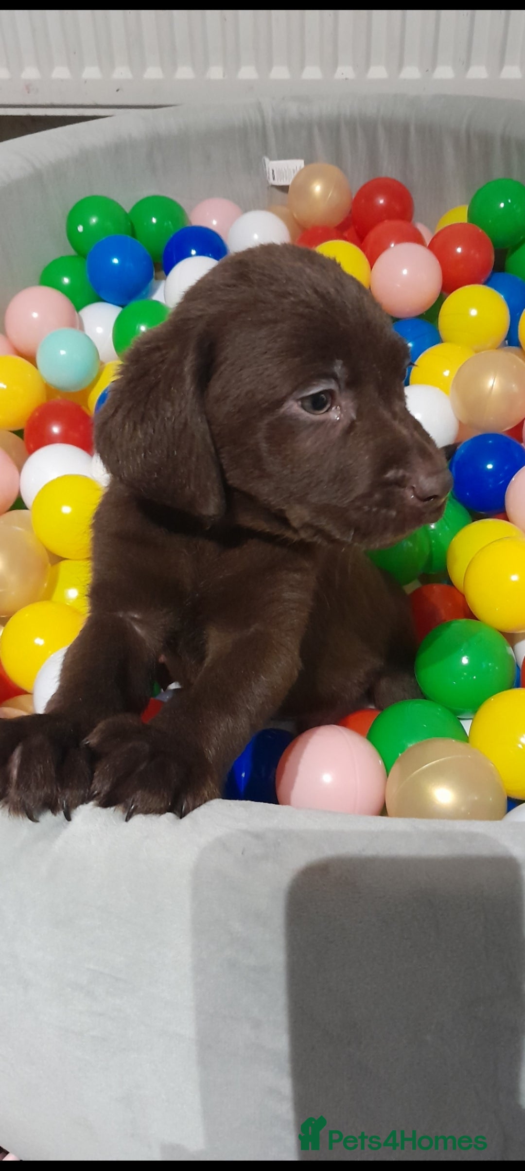 Labrador Retriever dogs for sale: READY NOW. LABRADOR PUPPIES. HEALTH CHECKS DONE  - Image 10