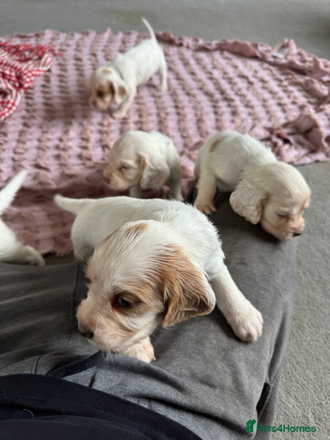 Cocker Spaniel dogs for sale: Cocker Spaniel Puppies (White/White & Gold) - Image 4