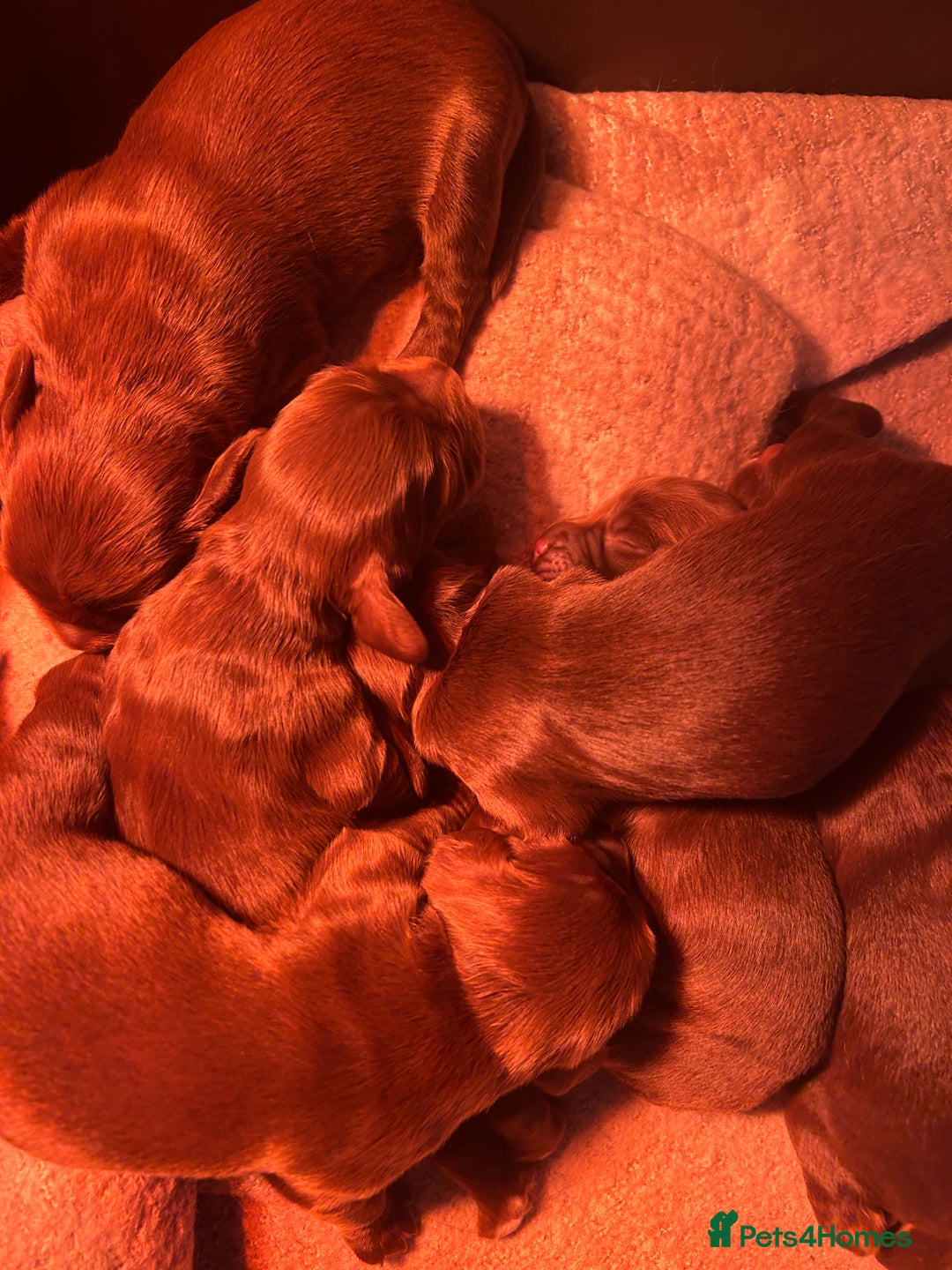 Cocker Spaniel dogs for sale: Stunning Cocker Spaniels 💗 - Advert 5