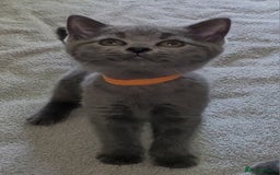 British Shorthair cats for sale: British Blue shorthair kittens £400 - Image 12