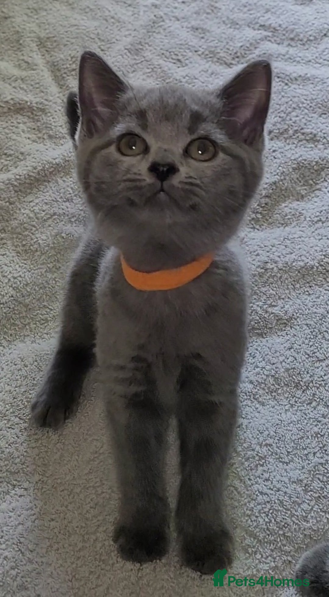 British Shorthair cats for sale: British Blue shorthair kittens £400 - Image 12