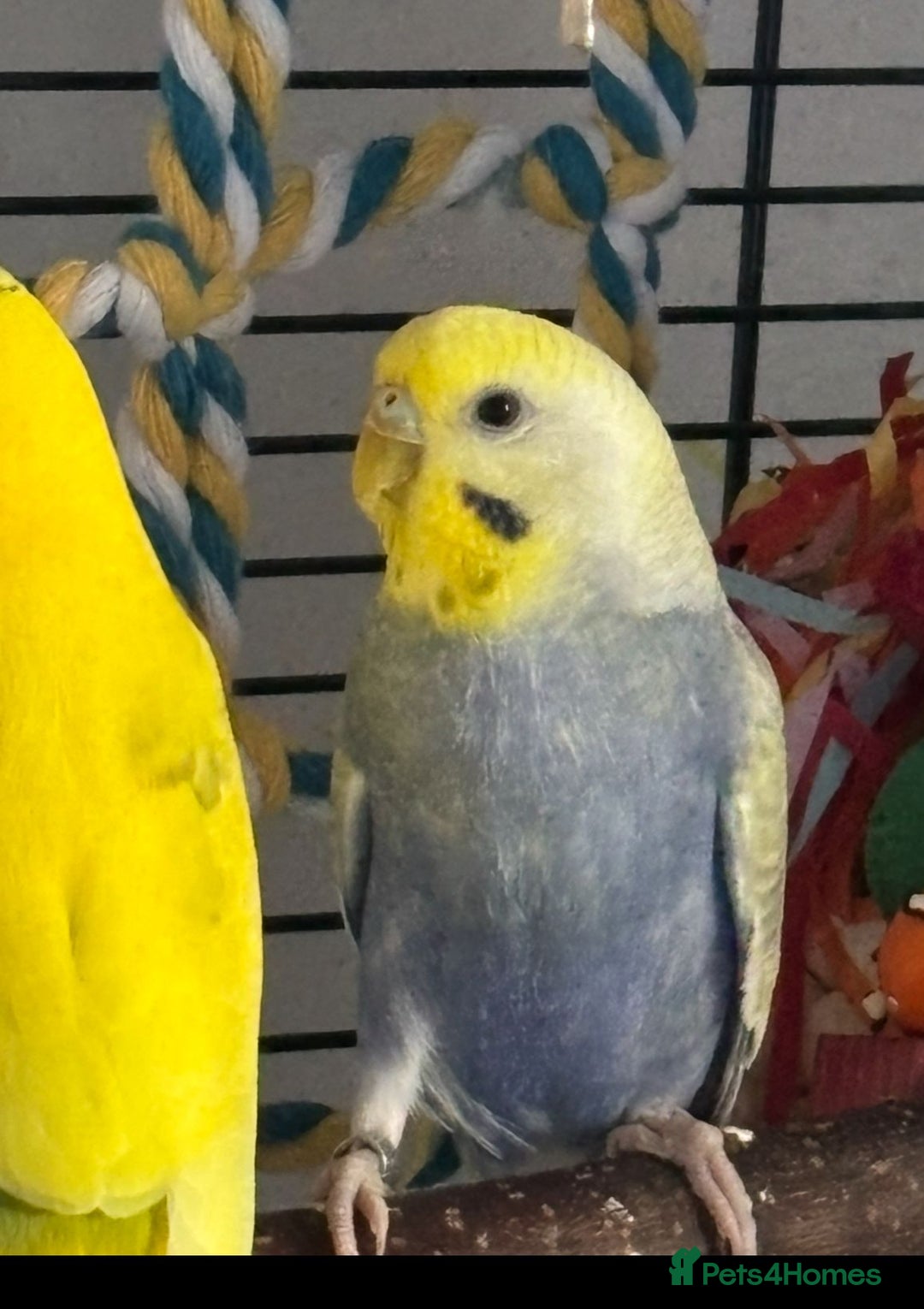 Budgerigars birds for sale: Bonded pair of budgies 7 months old, XL cage - Image 3