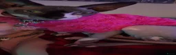 Sphynx cats for sale: Sphynx donskoy - Advert 4
