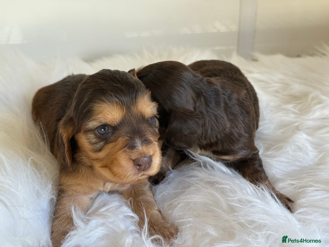 Cocker Spaniel dogs for sale: KC Health Tested Show Cocker Spaniels  - Image 15
