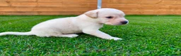Labrador Retriever dogs for sale: KC Registered Labrador Babies 🐾🐾🐾 - Advert 23