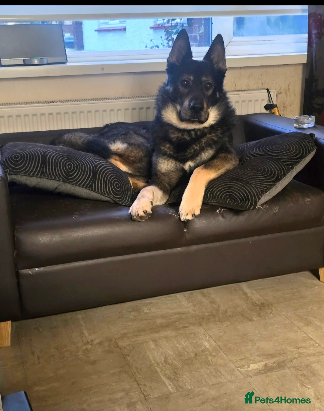 German Shepherd dogs for stud: German shepherd for stud - Advert 2