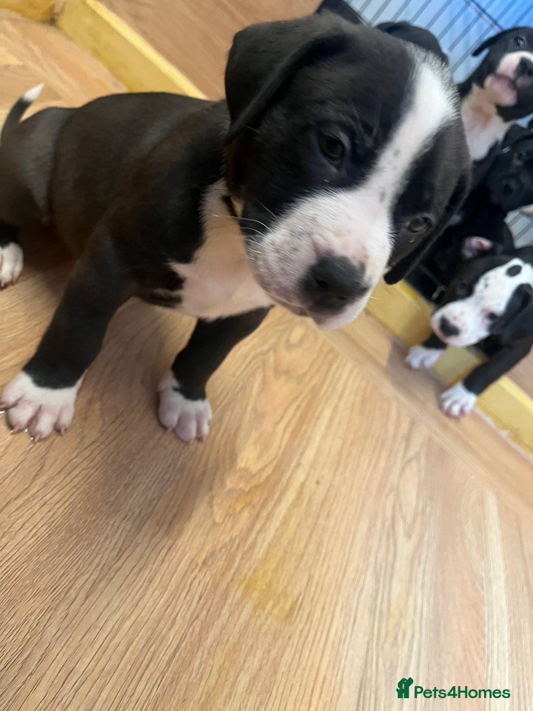 Mixed Breed dogs for sale: Boerboel cross with American bulldog - Advert 12