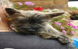 Cairn Terrier dogs for sale: Brother & Sister Looking for Loving Homes - Image 12