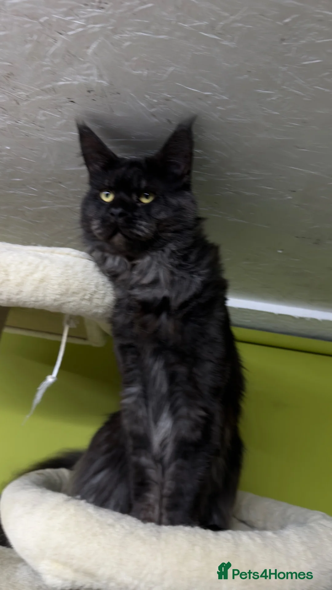 Maine Coon cats for stud: Maine coon stud - Advert 8