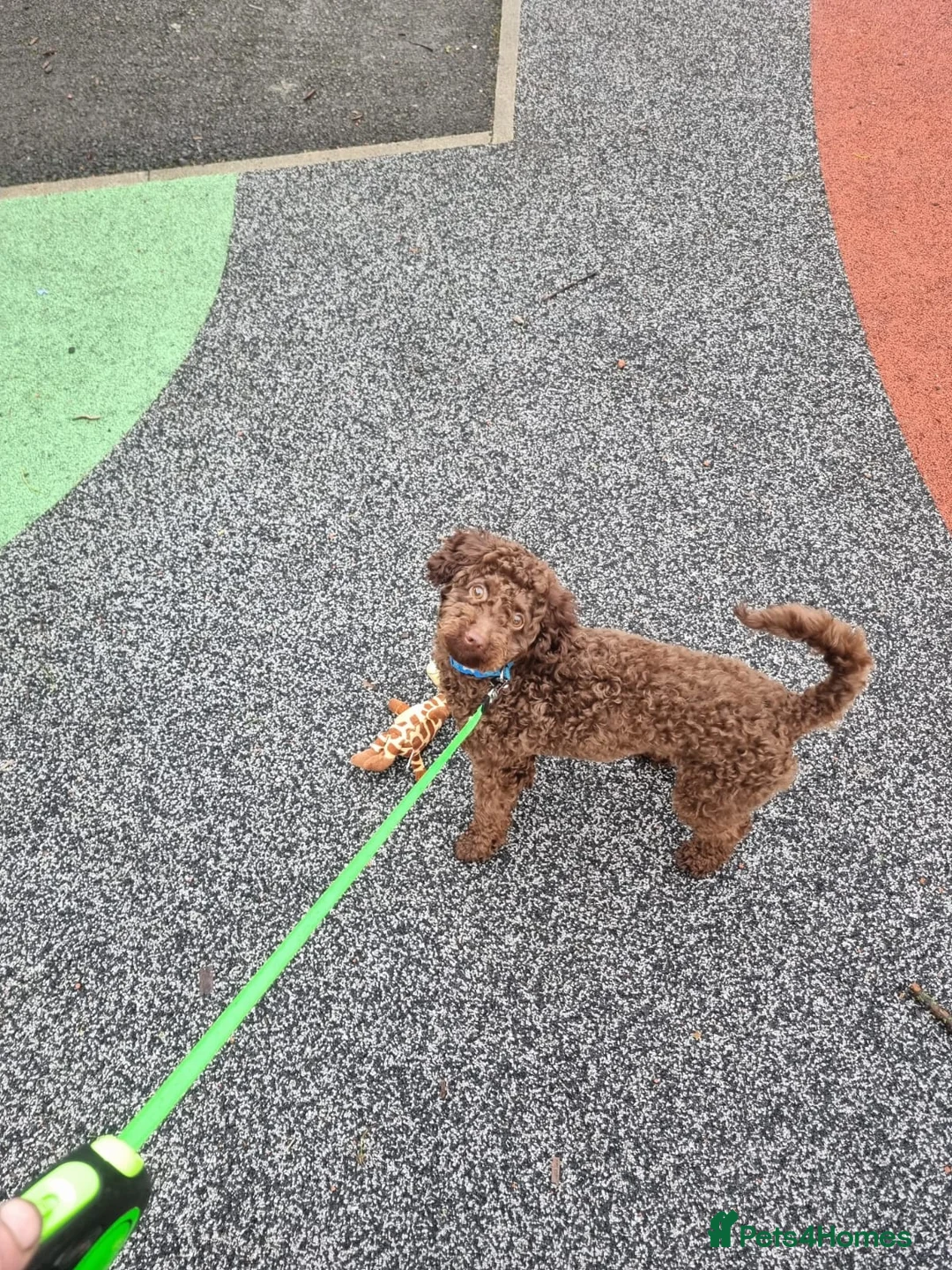 Poodle dogs for sale: Toy Poodle  - Advert 1