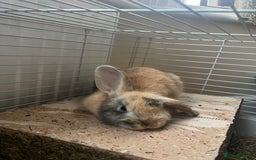 English Lop rabbits for sale: Friendly bunny for rehoming - Image 3