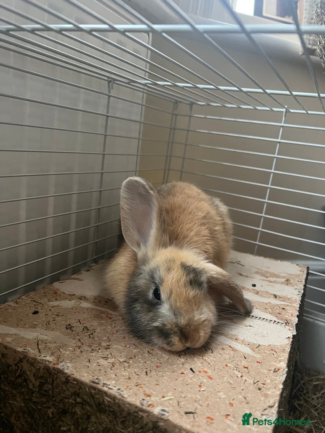 English Lop rabbits for sale: Friendly bunny for rehoming - Image 3