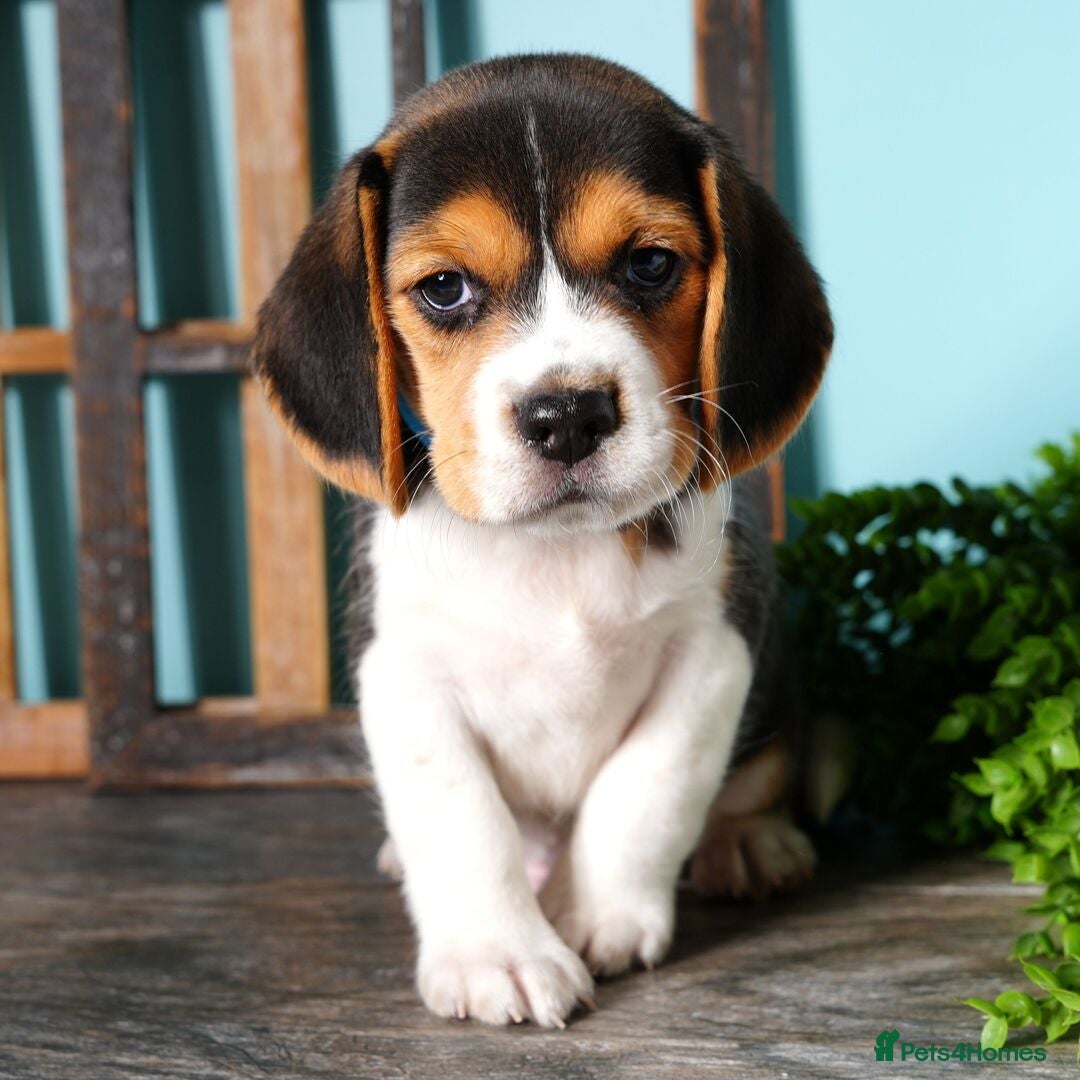 Beagle dogs for sale: Purebred Beagle Puppies - Ready Now! - Image 11