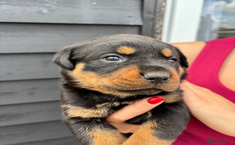 Rottweiler dogs - Advert 1