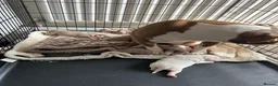 American Bully dogs for sale: Pocket bullys - Advert 8