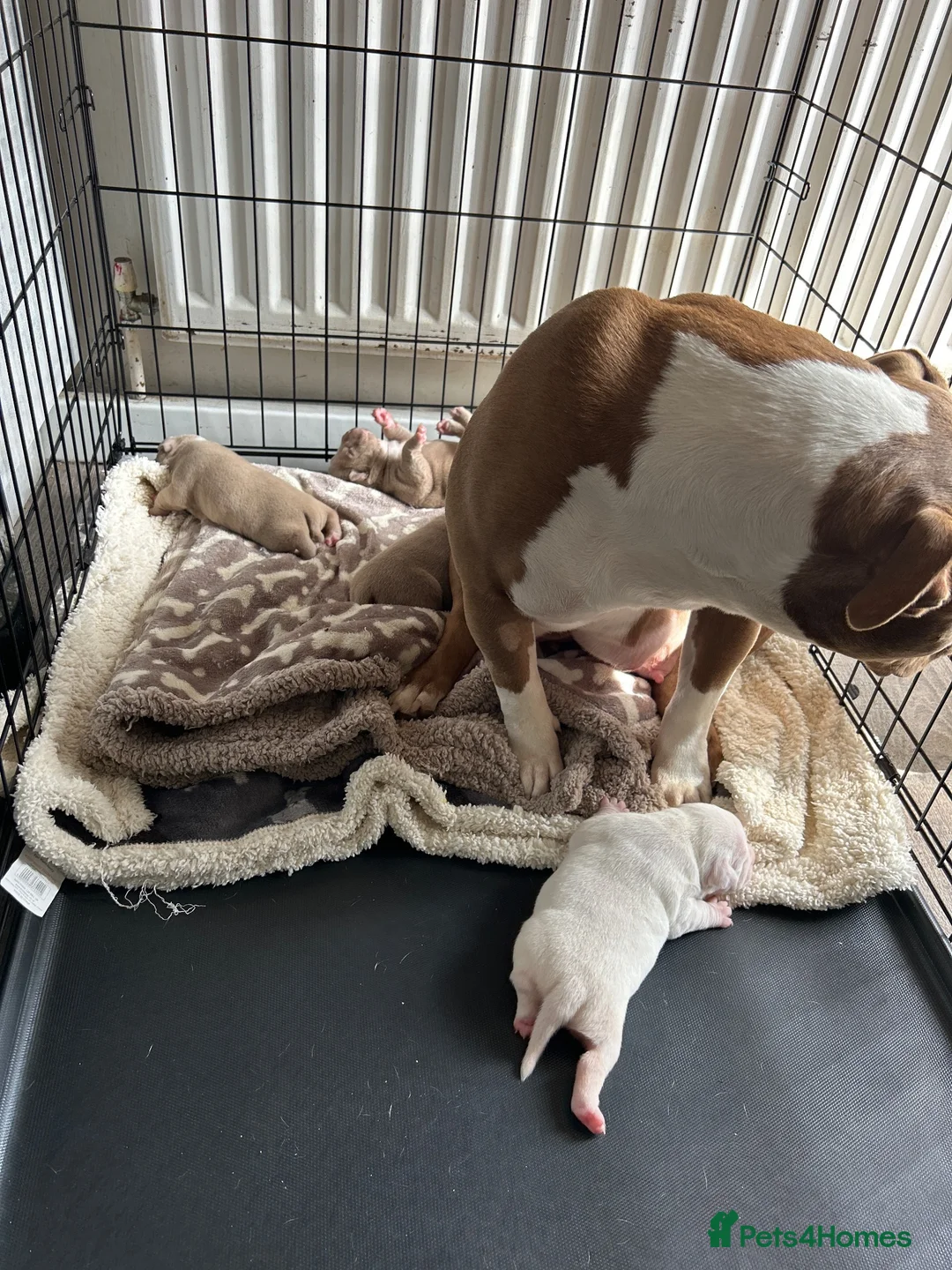 American Bully dogs for sale: Pocket bullys - Advert 8
