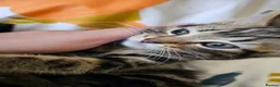Mixed Breed cats for sale: Mixed breed kitten  - Advert 9