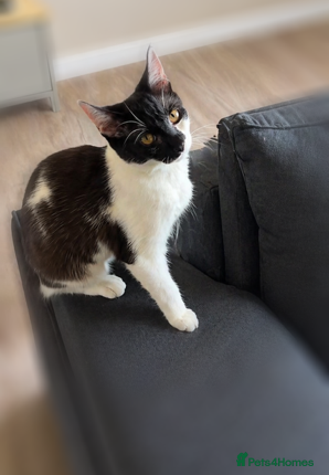 Domestic Shorthair cats Beautiful female cat to a good home♡ - Advert 7