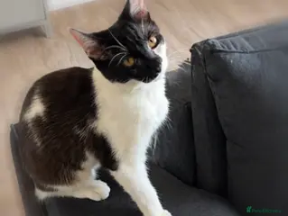 Domestic Shorthair cats Beautiful female cat to a good home♡ - Advert 1