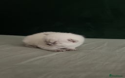British Shorthair cats for sale: British Shorthair Kittens - Image 4