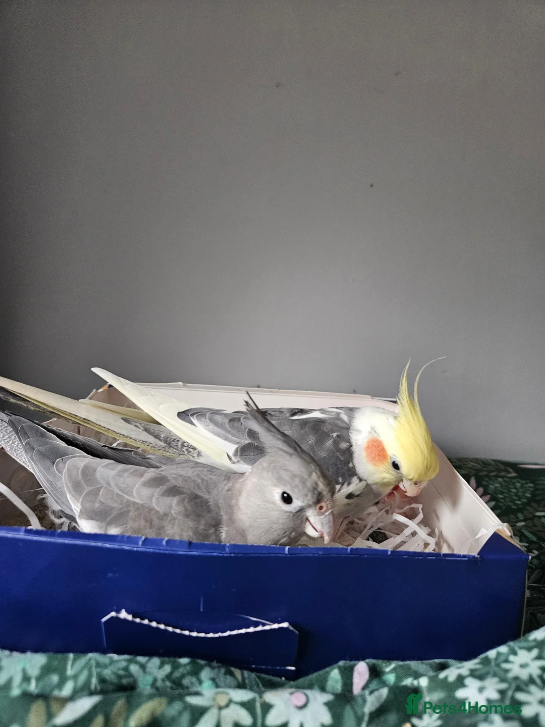 Cockatiels birds for sale: Fifi (1 year female) & Brook (10 month male) in Horsham - Advert 2