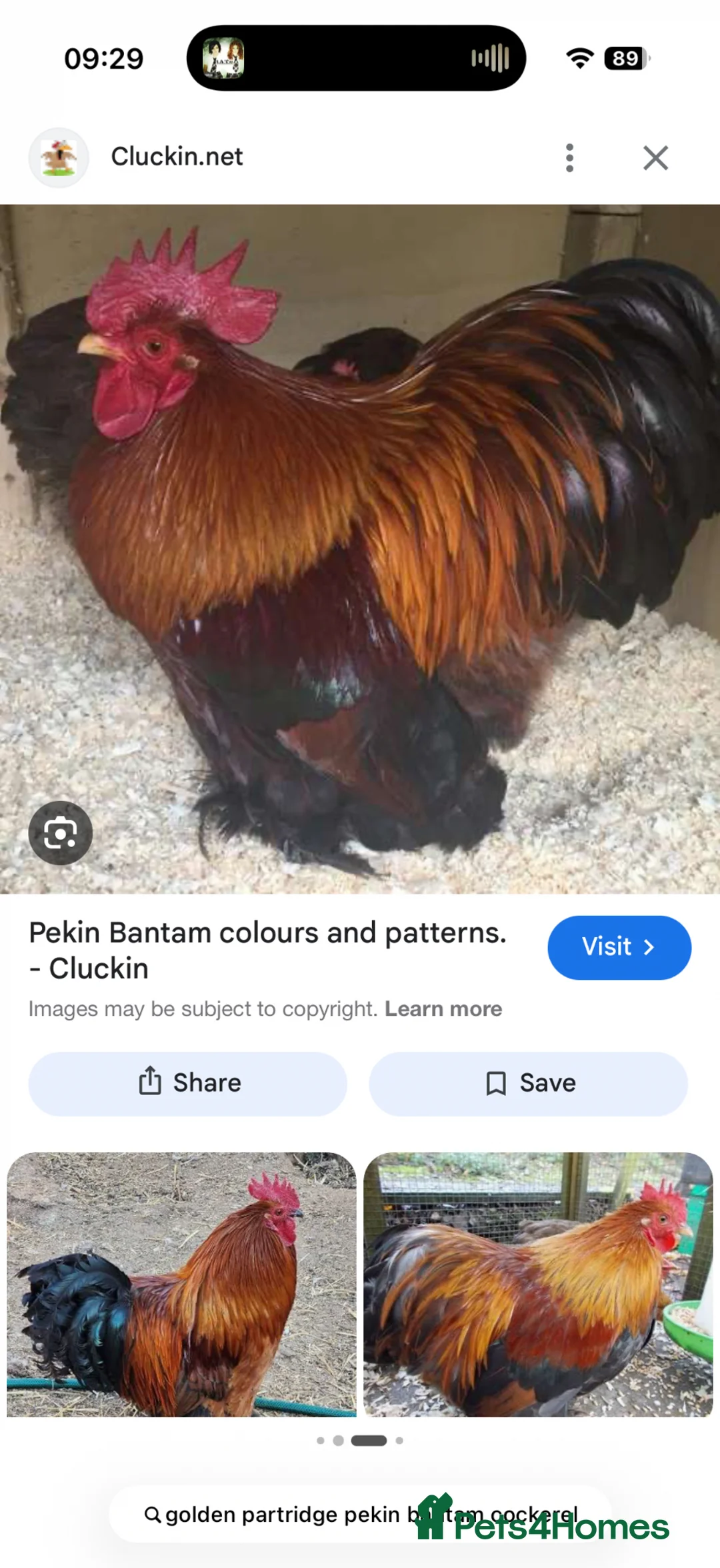 Chickens poultry for sale: WANTED. Golden partridge cockerel  - Advert 1