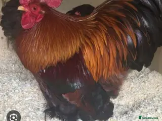 Chickens poultry WANTED. Golden partridge cockerel - Advert 5